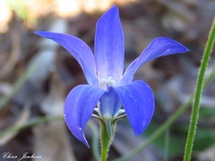 Wahlenbergia graniticola