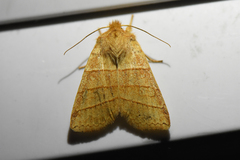 Pyreferra citrombra