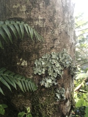 Cetrelia cetrarioides