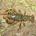 Sickle Crayfish - Photo (c) Rob Van Epps, some rights reserved (CC BY-NC), uploaded by Rob Van Epps