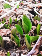 Fritillaria camschatcensis