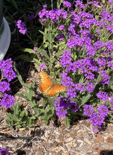 Gulf Fritillary