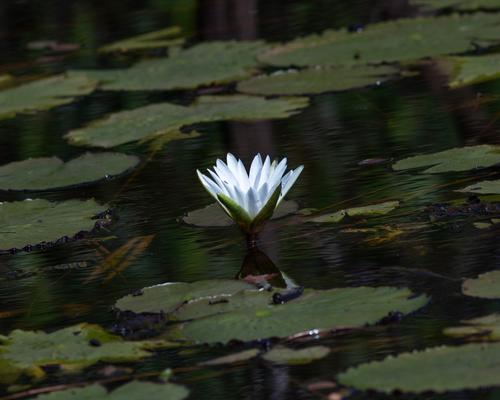 Nymphaea pulchella, photograph 2