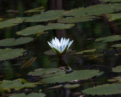Nymphaea pulchella, photograph (c) Henrique Bitencourt, some rights reserved (CC BY-SA)
