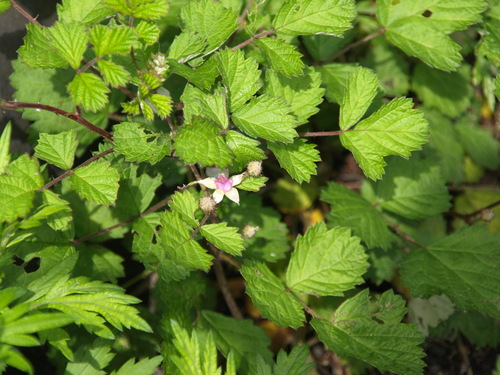 Rubus parvifolius parvifolius