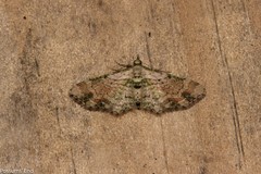 Chloroclystis sphragitis