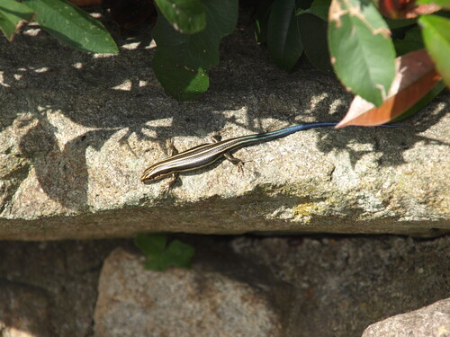 Japanese Skink