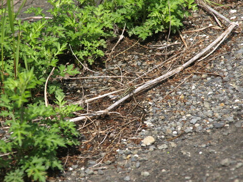 Orthetrum albistylum speciosum