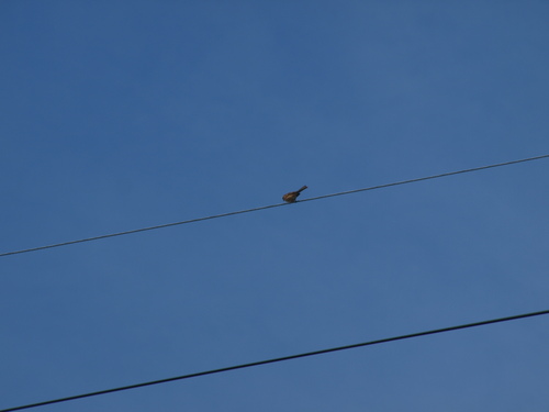 Emberiza cioides ciopsis