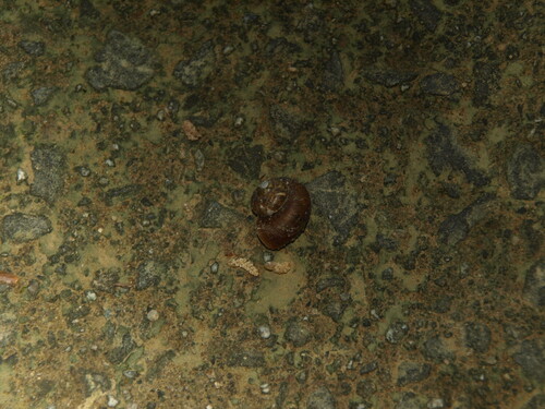Cyclophorus herklotsi