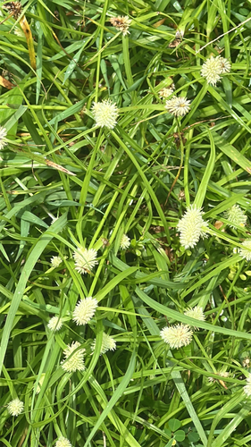 Cyperus sesquiflorus observed 2026-06-01