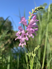 Physostegia intermedia