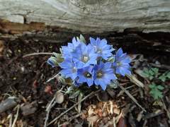 Gentiana zollingeri