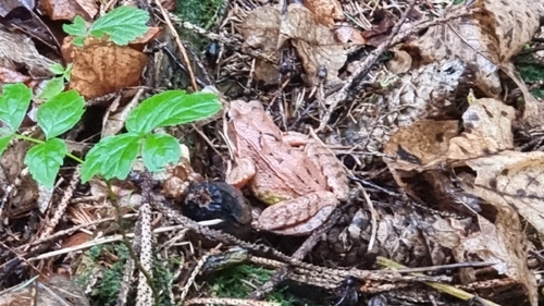 European Common Frog