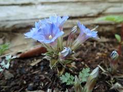 Gentiana zollingeri