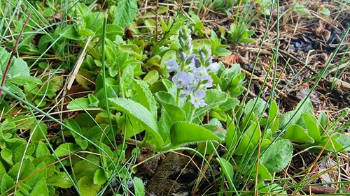 heath speedwell