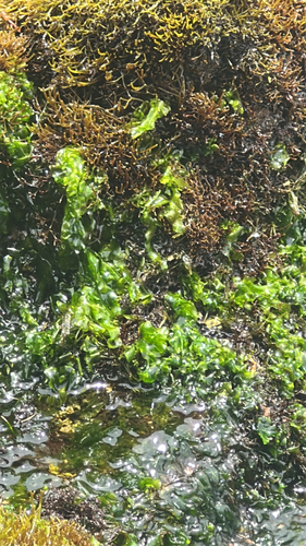 Ulva observed 2026-06-01