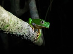 Phyllomedusa burmeisteri