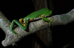 Phyllomedusa burmeisteri