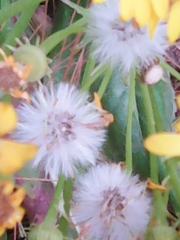 Packera toluccana