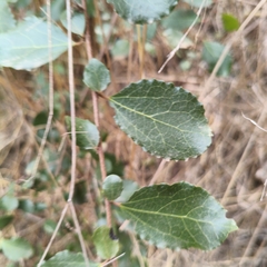 Azara celastrina, photograph author not stated, no rights reserved