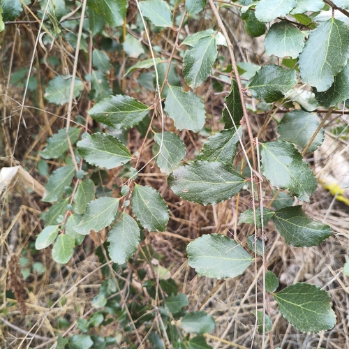 Azara celastrina, photograph 4