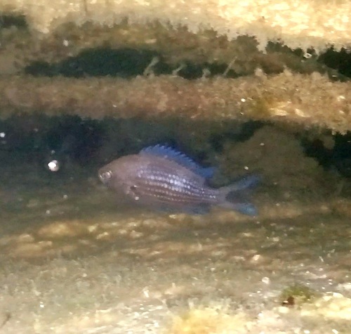 Mediterranean Damselfish