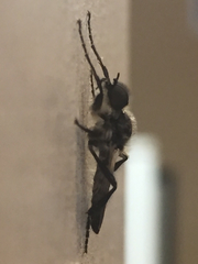 Bibio albipennis