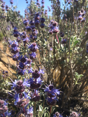 Magnoliopsida