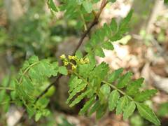Zanthoxylum piperitum