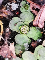 Chrysosplenium kamtschaticum