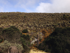 Espeletia grandiflora