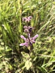 Stachys rigida quercetorum