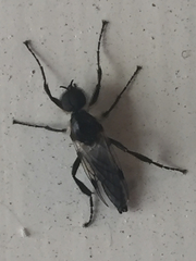 Bibio albipennis