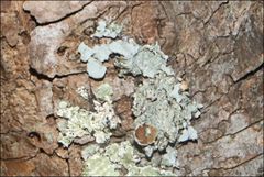 Austroparmelina pseudorelicina