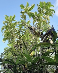 Iochroma arborescens