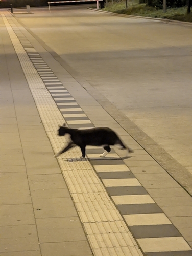 Domestic Cat