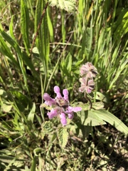 Stachys rigida quercetorum