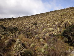 Espeletia grandiflora