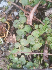 Chrysosplenium kamtschaticum