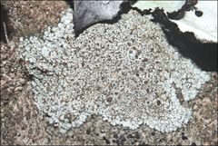 Lecanora pseudistera
