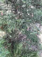 Everistia vacciniifolia