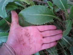 Packera toluccana