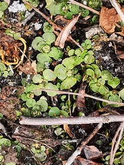 Chrysosplenium kamtschaticum