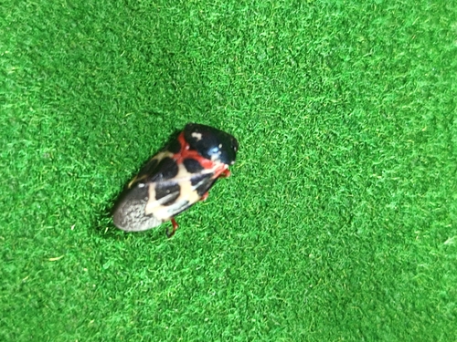 Cosmoscarta exultans