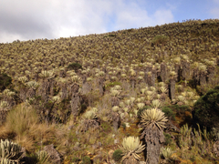 Espeletia grandiflora