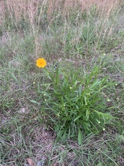 Coreopsis auriculata