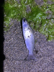 Planiliza macrolepis