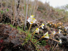 Euphrasia wettsteiniana