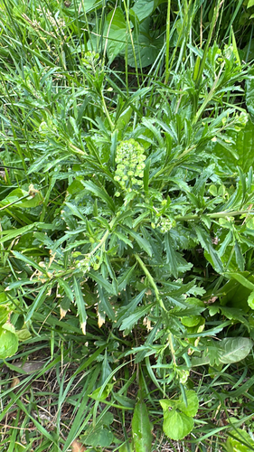 Virginia pepperweed